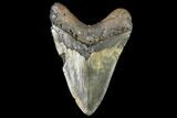 Giant, Fossil Megalodon Tooth - North Carolina #108931-2